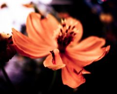 Tapeta Nature Flowers 133.jpg